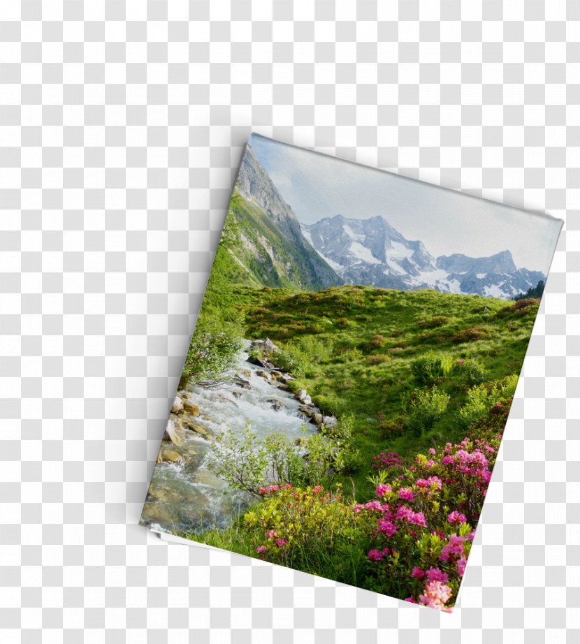 Promised Gifts Flora Ecosystem Book Meadow - Bis Transparent PNG