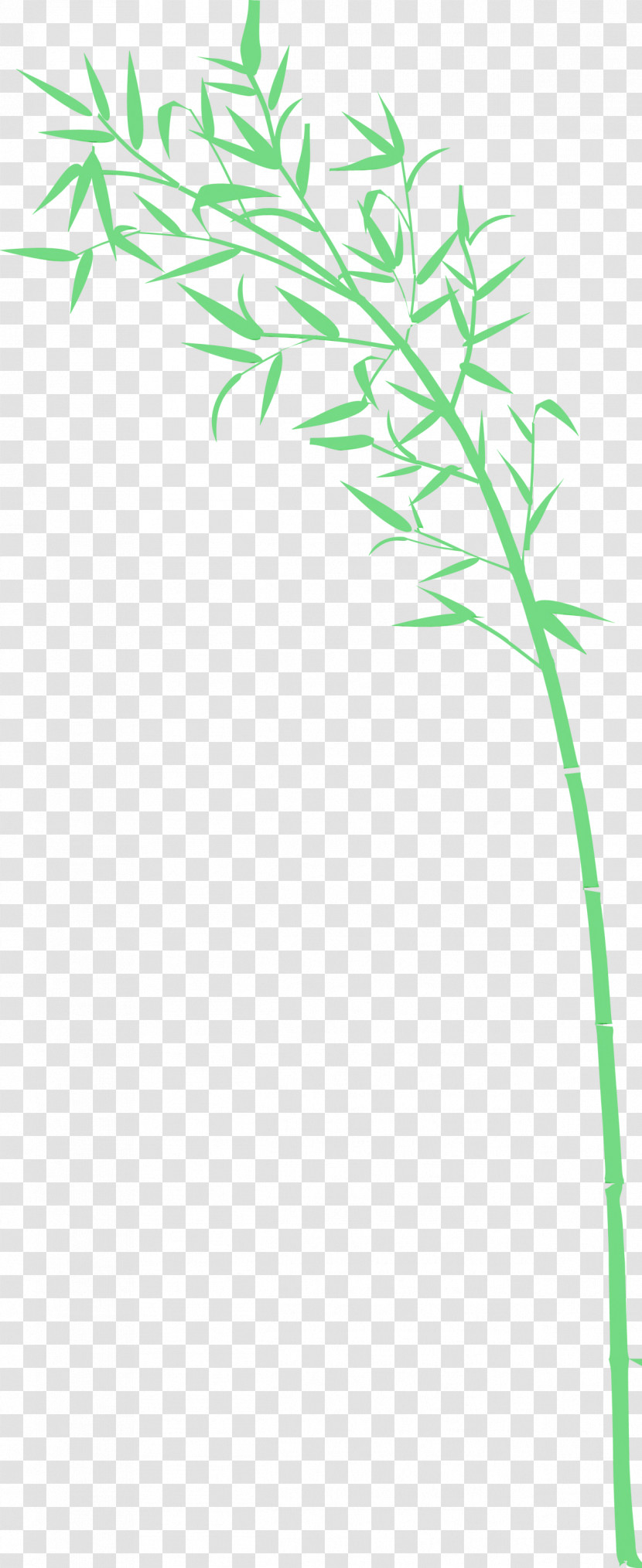 Green Plant Grass Plant Stem Grass Family Transparent PNG