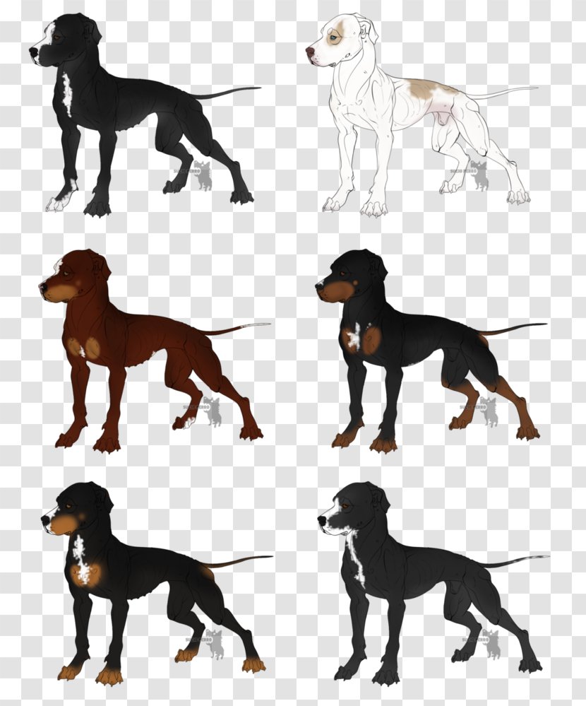 Saluki Dog Breed Hunting Hound - Full Grown Fawn French Bulldog Transparent PNG