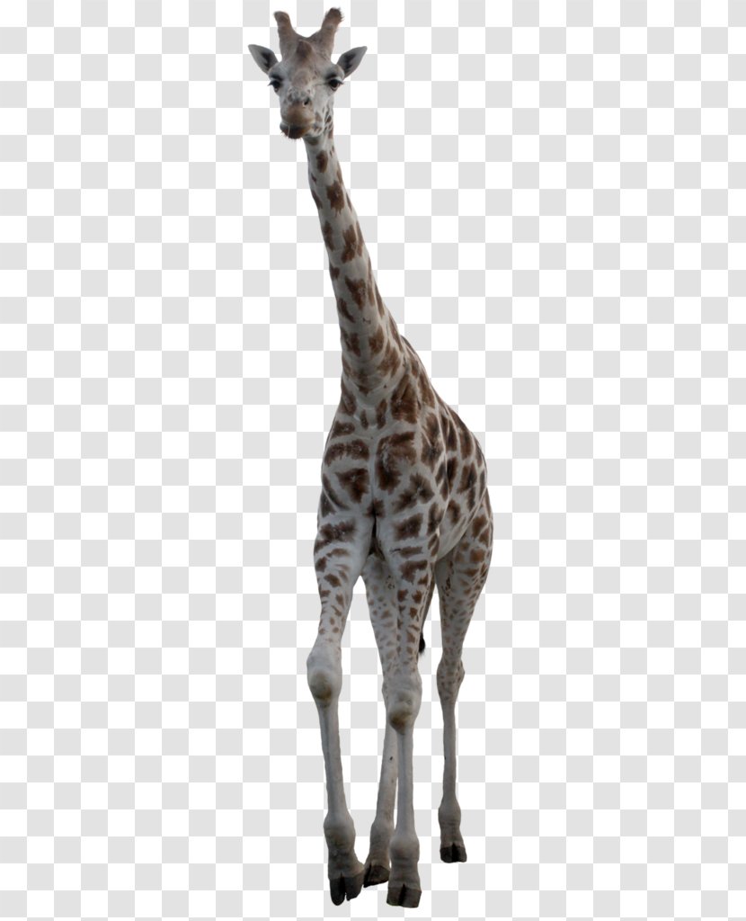 Northern Giraffe Mammal Letter Lesson - Snout Transparent PNG