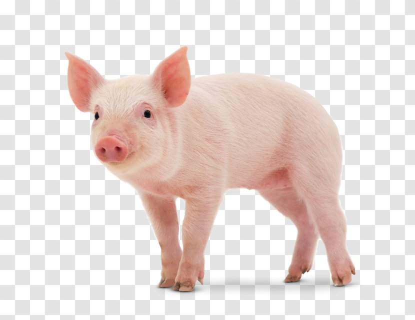 Middle White Danish Landrace Pig Miniature Large Stock Photography - Like Mammal Transparent PNG