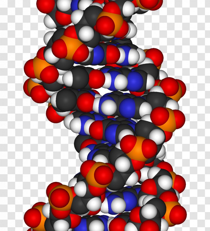 The Double Helix: A Personal Account Of Discovery Structure DNA Molecular Models Replication Space-filling Model - Cell Transparent PNG