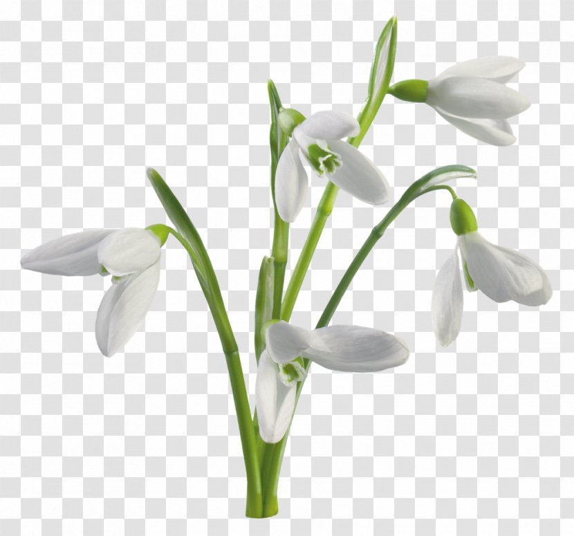 Galanthus Nivalis Giant Snowdrop Flower Desktop Wallpaper White - Amaryllis Family - Icicles Transparent PNG