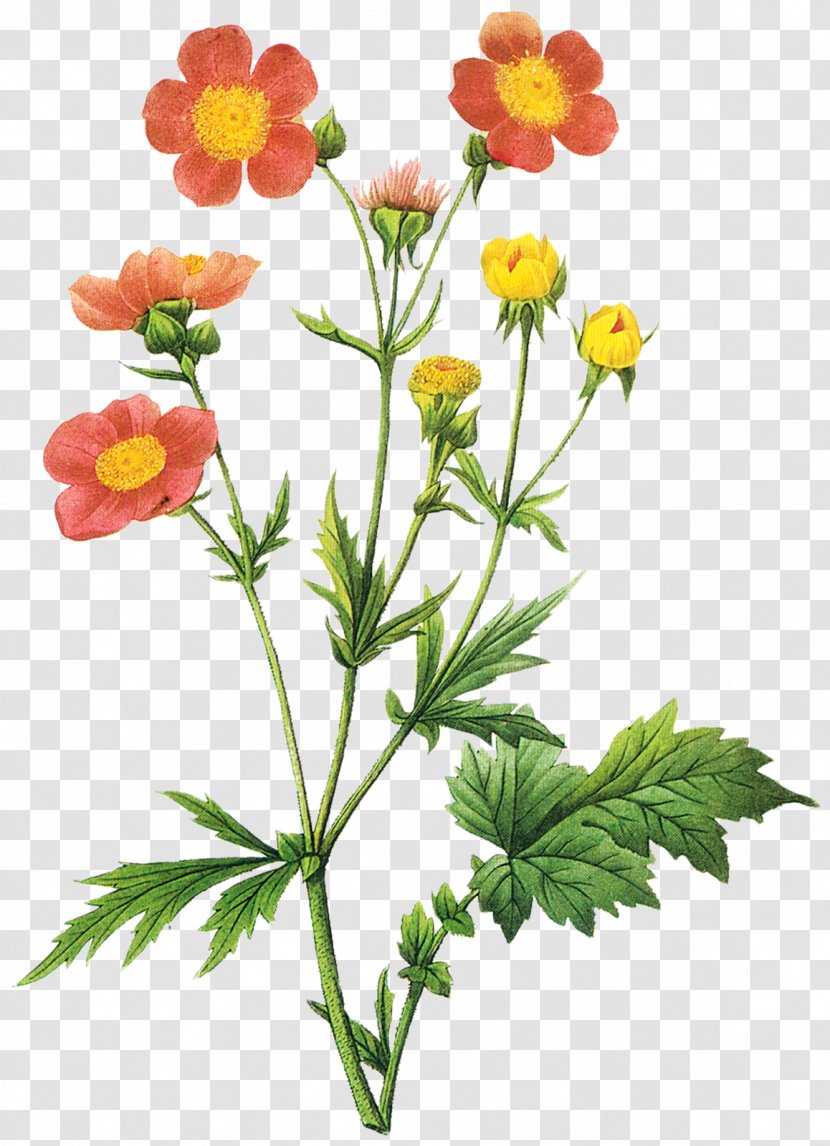 Choix Des Plus Belles Fleurs Botanical Illustration Botany - Work Of Art Transparent PNG