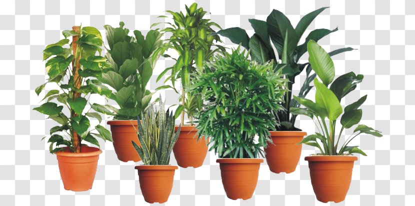 Houseplant Flowerpot Nursery Malaysia - Ornamental Plant - Indoor Garden Transparent PNG