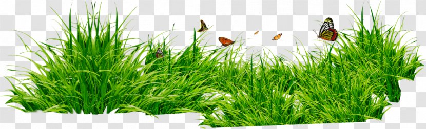 Clip Art - Wheatgrass - Commodity Transparent PNG