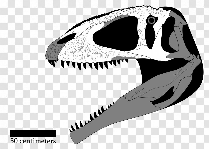 Giganotosaurus Tyrannosaurus Tyrannotitan Acrocanthosaurus Mapusaurus - Skull Transparent PNG