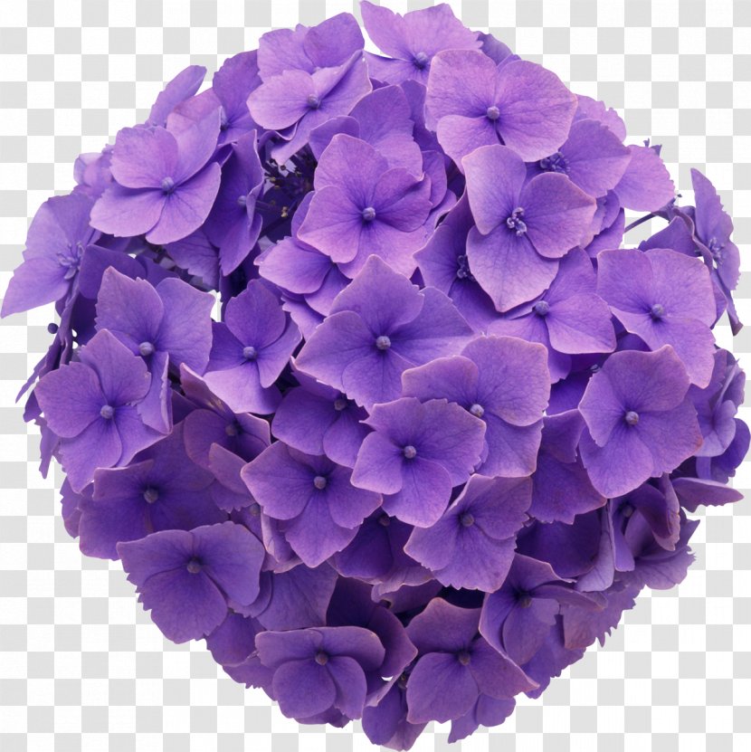 French Hydrangea Oakleaf Cut Flowers Color - Violet - Anemone Transparent PNG