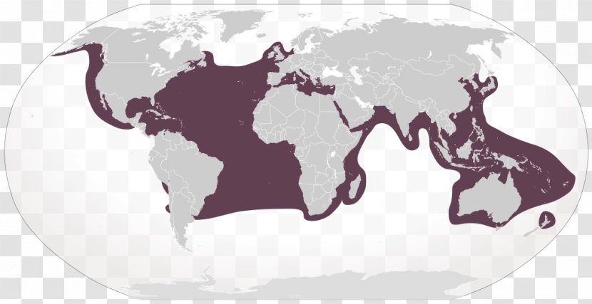 Globe World Map Border - Road - Sea Cucumber Transparent PNG