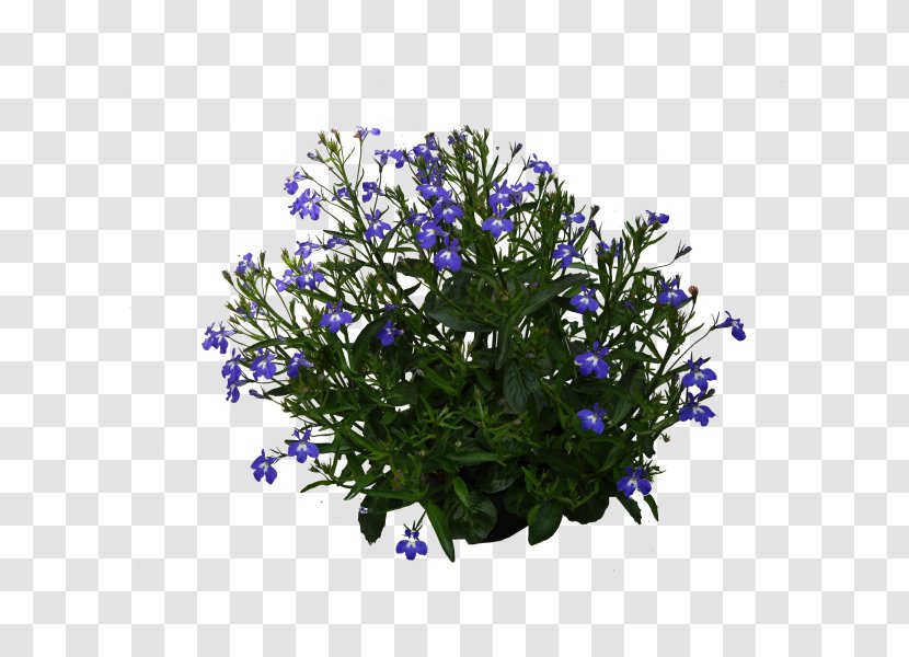 Lavender - Plant - Lobelia Transparent PNG