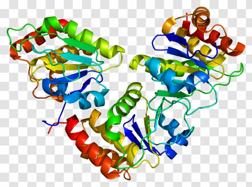 DUSP5 Gene Protein Phosphatase Dual-specificity - Cartoon - Proteins Transparent PNG