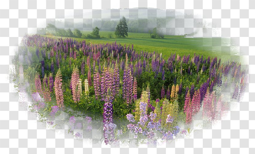 Desktop Wallpaper Nature Natural Landscape - Allposterscom - Highdefinition Video Transparent PNG