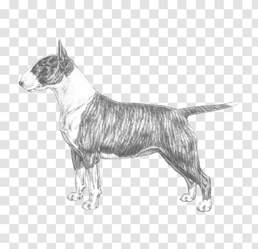 Miniature Bull Terrier And Staffordshire Boston - Dog Breed - Bullterrier Transparent PNG