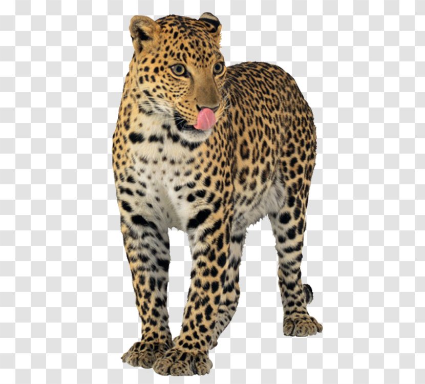 Leopard Jaguar Cheetah Tiger - Mammal Transparent PNG