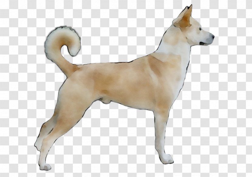 Canaan Dog Korean Jindo Norwegian Buhund Ancient Breeds - Crossbreed - Canidae Transparent PNG