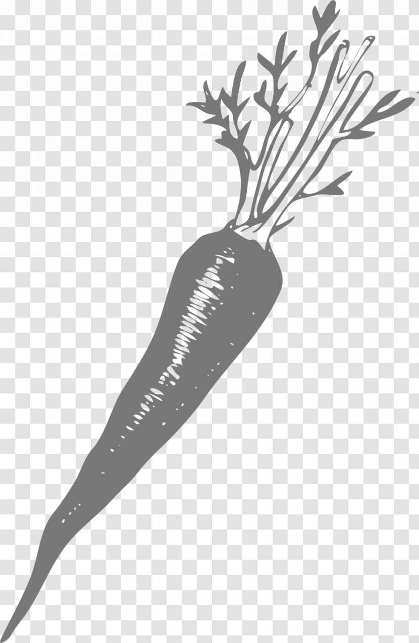 Carrot Euclidean Vector - Daucus Carota Transparent PNG