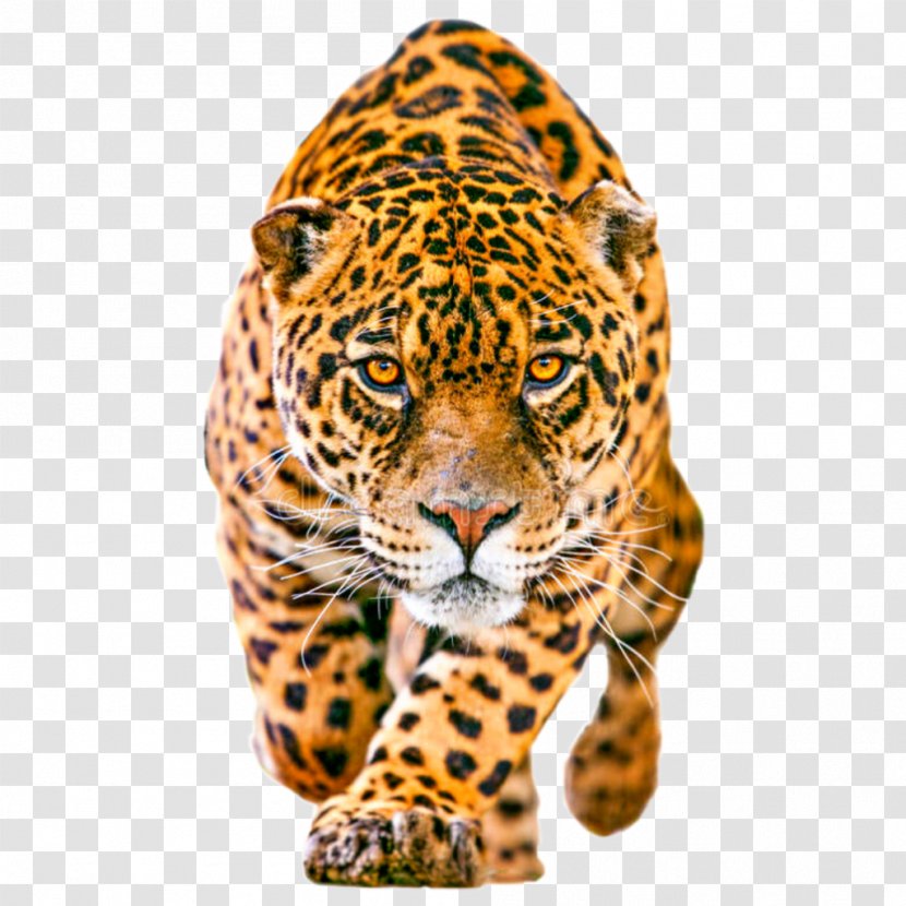 Cartoon Cat - Jaguar Ctype - Organism Animal Figure Transparent PNG