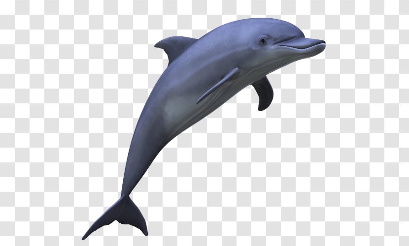Common Bottlenose Dolphin Tucuxi Clip Art - Short Beaked Transparent PNG