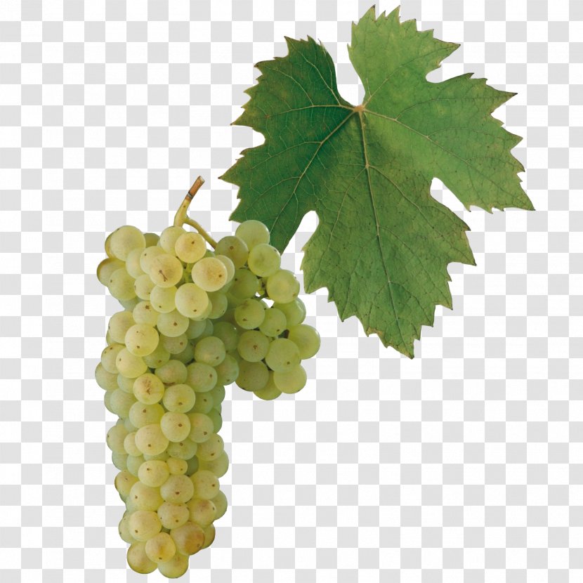 White Wine Welschriesling Sultana - Vitis - Grapefruit Transparent PNG