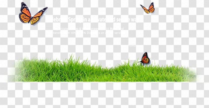 Insect Butterfly Pollinator Animal Wildlife - Spring Banner Transparent PNG