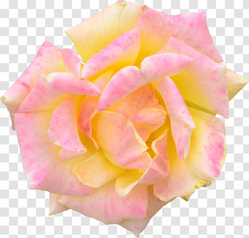 Garden Roses Pink Cabbage Rose Floribunda - Hybrid Tea - Lamp Transparent PNG