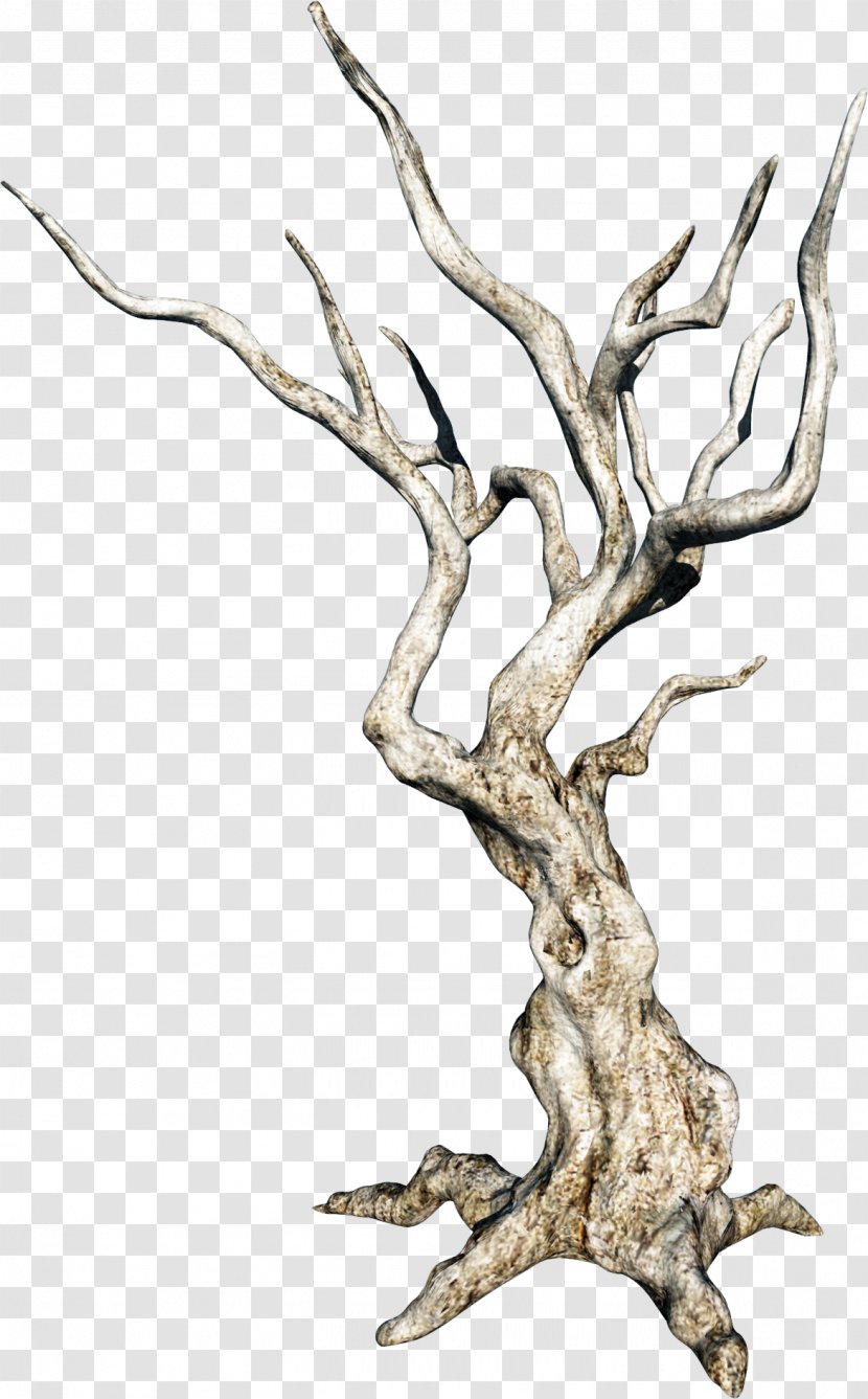 Tree Branch Image Twig - Drawing Transparent PNG