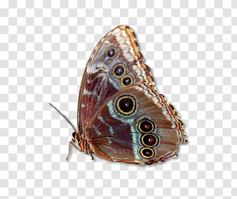 Brush-footed Butterflies Butterfly Moth - Insect - Macro Transparent PNG