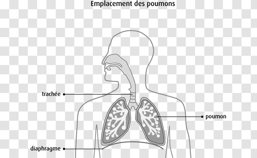 Mesothelium Body Cavity Pulmonary Pleurae Anatomy Ear - Heart - Poumon Transparent PNG