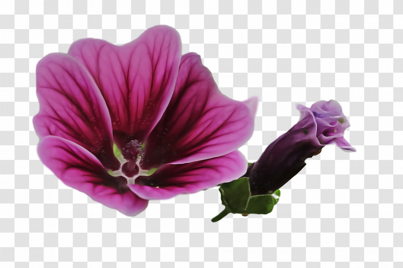 Mallow Violet Pansy Watercolor Painting Transparent PNG