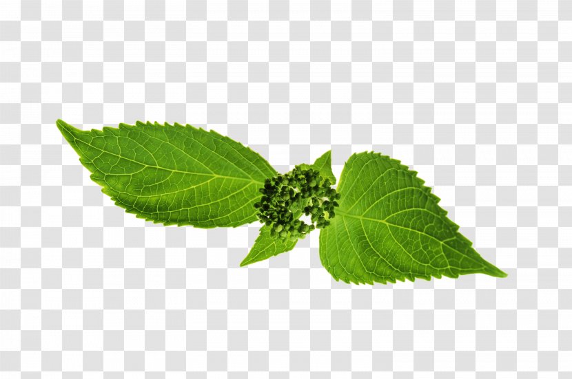 Leaf Stipule Plant Stem Plants Herbalism Transparent PNG