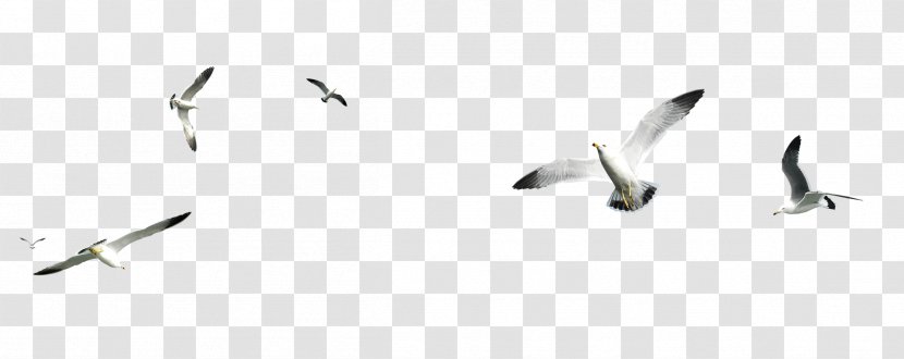 Bird Gulls Heron - Feather - Black And White Transparent PNG