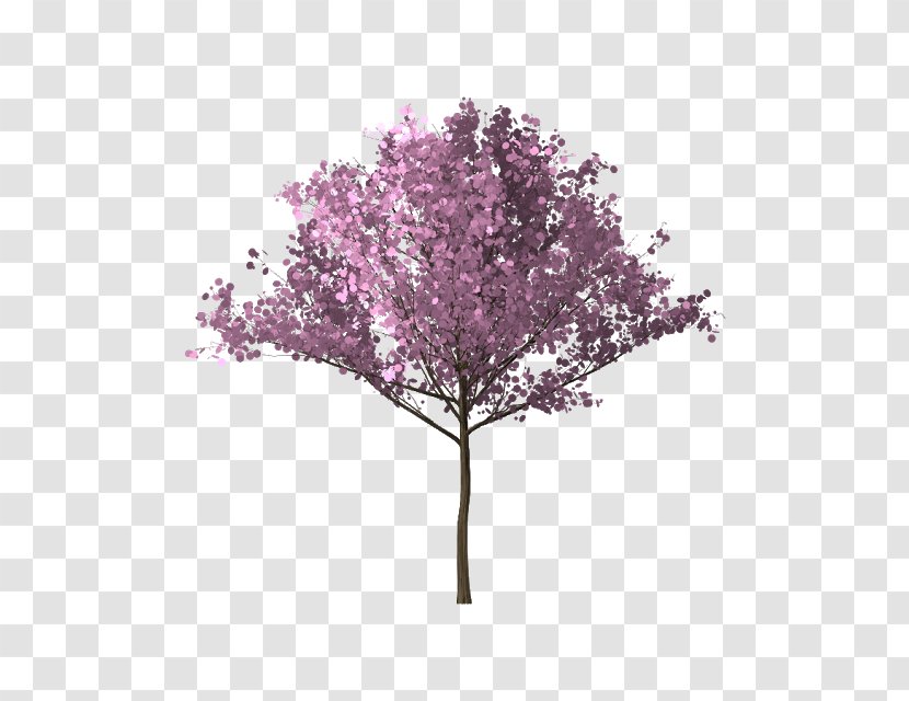 Tree Branch Cherry Blossom - Bunga Sakura Transparent PNG