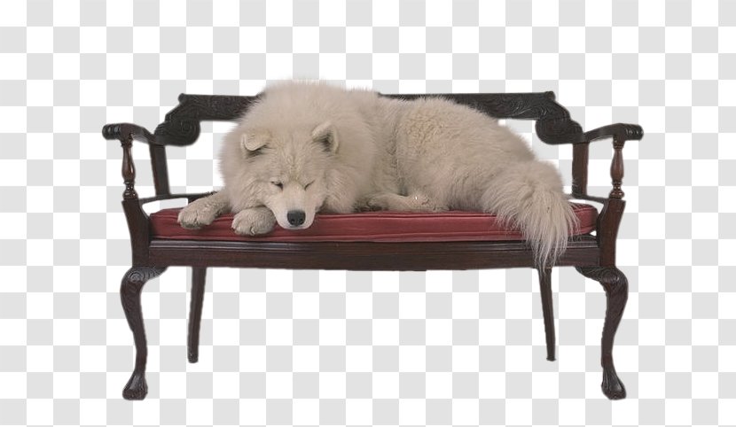 Samoyed Dog Photography Fur Laika Chair - Furniture - Pastore Maremmano Transparent PNG