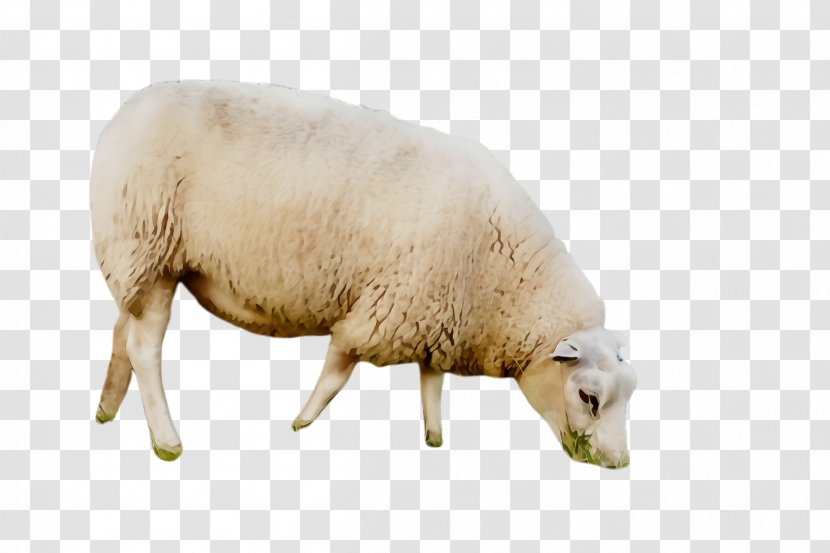 Sheep Livestock Snout Cow-goat Family - Wet Ink - Cowgoat Transparent PNG