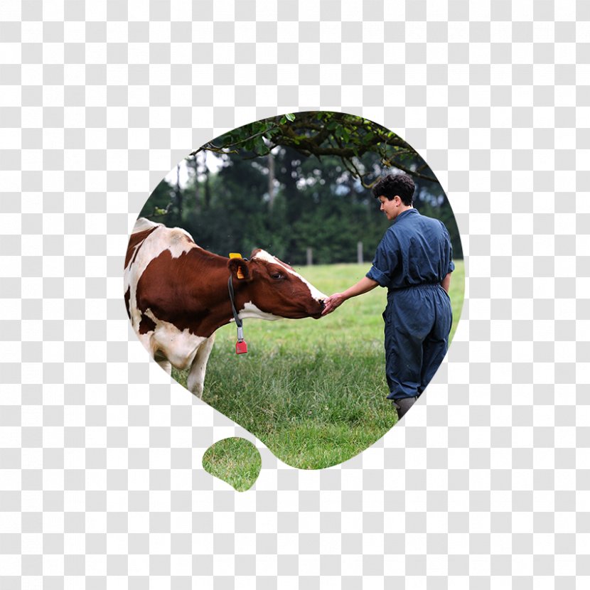 Cattle Candia (bahin Nga Lungsod) Lago Di Milk Pasture - Unregistered Trademark Transparent PNG