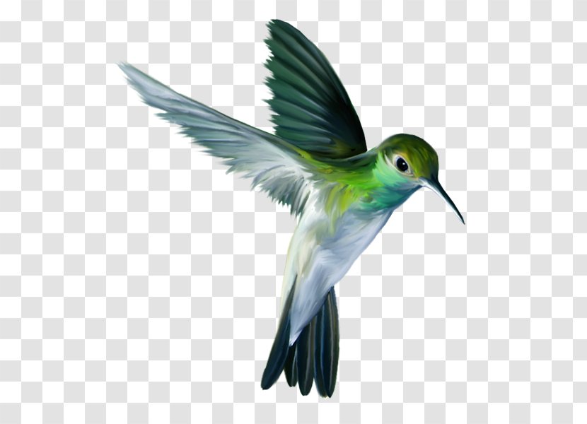 Hummingbird Bird Flight Parrot - Painting Transparent PNG