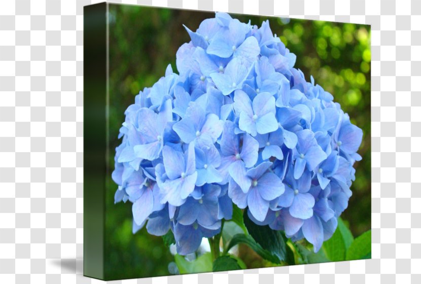 Flower Garden French Hydrangea Cottage Flowers Blue - Hydrangeaceae Transparent PNG