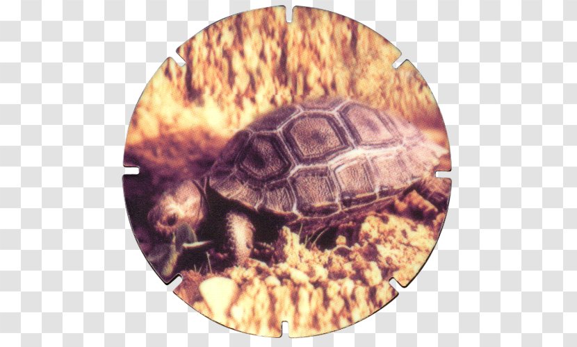 Box Turtles Tortoise Terrestrial Animal - Turtle Transparent PNG