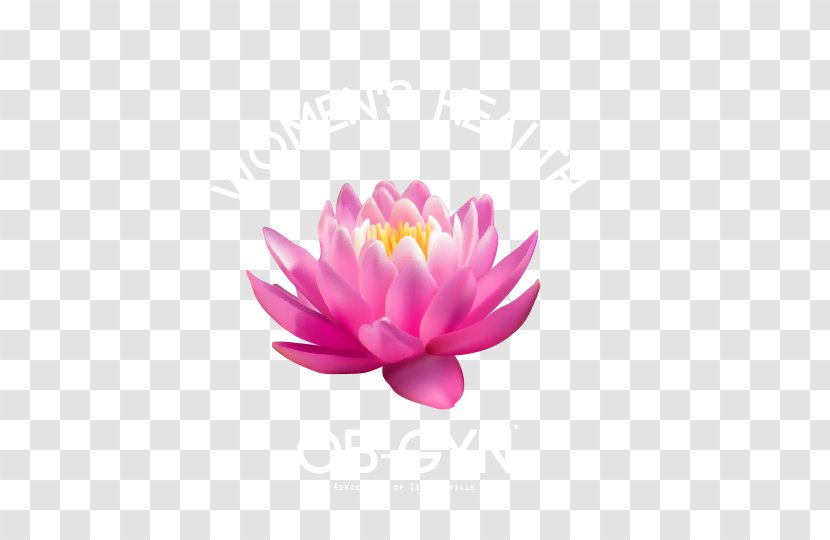 Stock Illustration Vector Graphics Sacred Lotus Image - Magenta - Water Lilies Transparent PNG