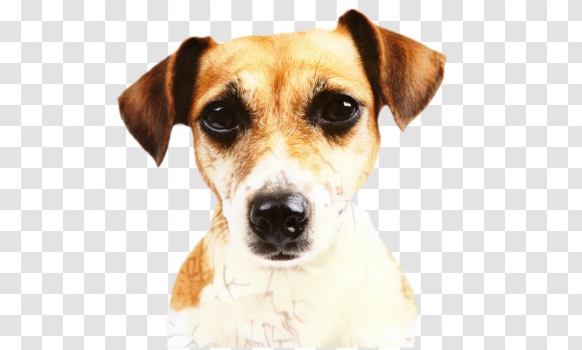 Dog Food - Terrier - Whiskers Parson Russell Transparent PNG