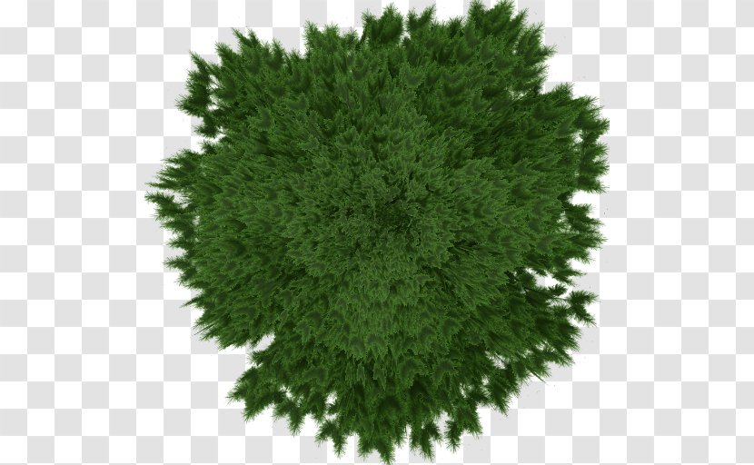 Spruce Subshrub Evergreen Leaf Transparent PNG