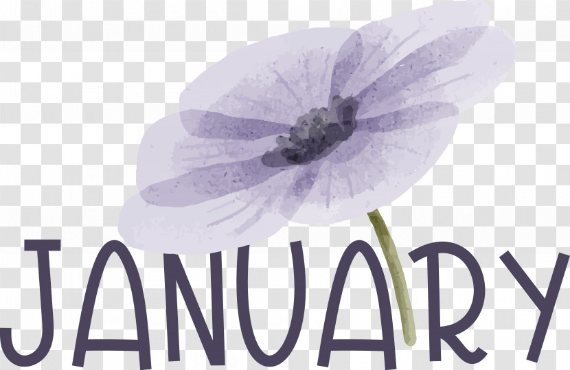 Lavender Transparent PNG