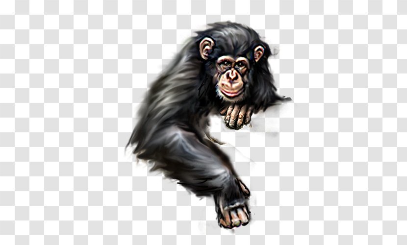 Orangutan Ape Gorilla - Chimpanzee Transparent PNG