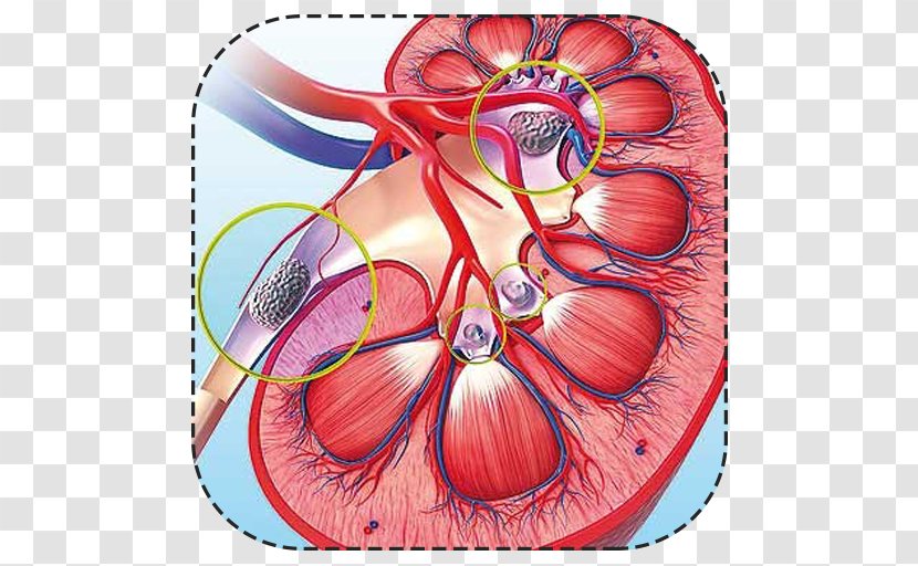 Kidney Stone Urology Pain Rock - Flower Transparent PNG