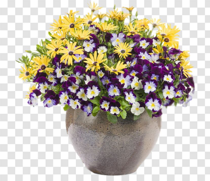 African Daisies Garden Flowerpot Pansy - Flower Transparent PNG