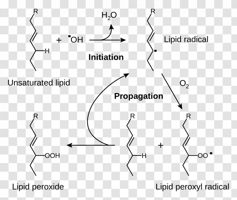 Lipid Peroxidation Rancidification Redox Radical - Oxygen Toxicity - Area Transparent PNG