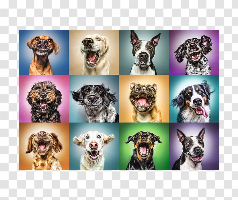 Jigsaw Puzzles Trefl Funny Dog Portraits 1000 Piece Puzzle - Animals Board GameFunny Stressed Transparent PNG