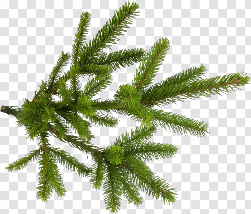 Shortleaf Black Spruce Yellow Fir Tree Canadian Plant - White Pine - Terrestrial Jack Transparent PNG