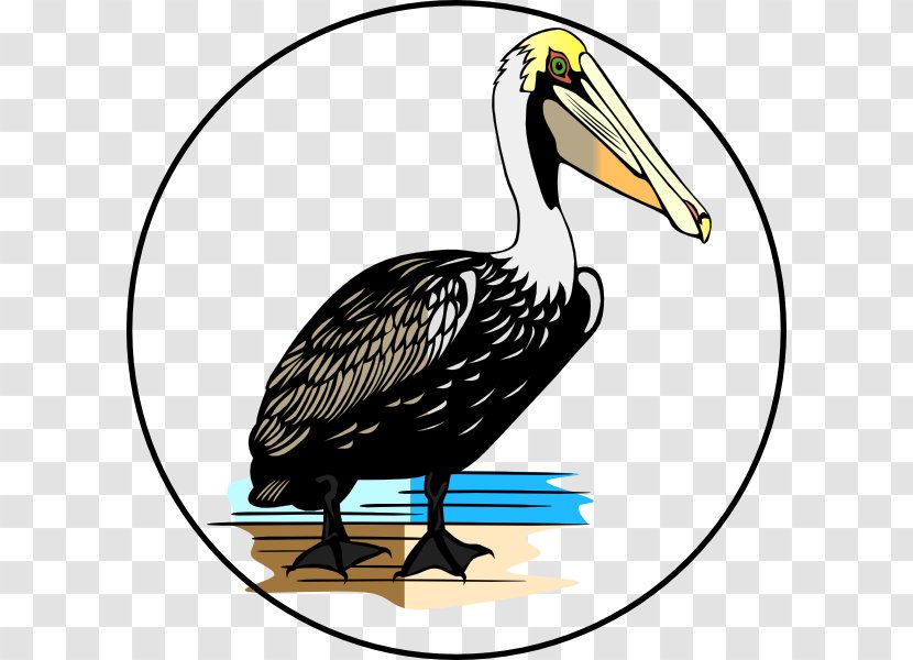 Bird American White Pelican Clip Art - Drawing Transparent PNG