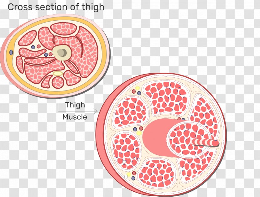 Skeletal Muscle Physiology Anatomy Fascicle - Silhouette - Skeleton Transparent PNG